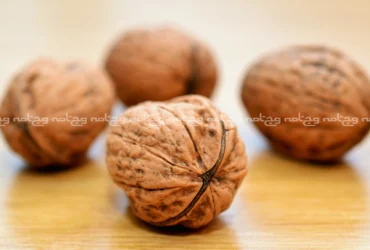 راهنمای کامل خواص گردو و فواید آن برای سلامتی