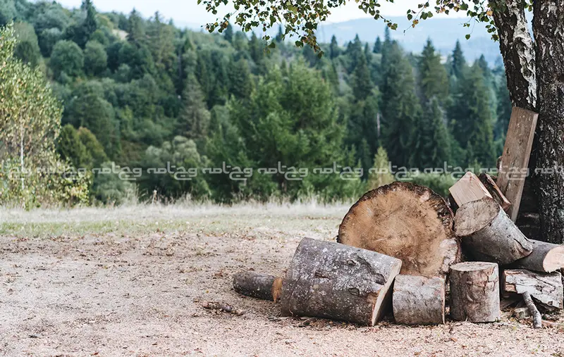 محصولات حیوانی چقدر برای کره زمین مضرهستند؟ وگان