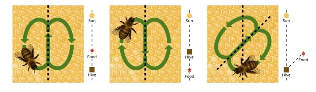 اهمیت ارتباط زنبورها با یکدیگر