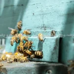 زنبورها چگونه ارتباط برقرار می کنند؟ آنچه درباره زبان زنبورها نمی‌دانستید