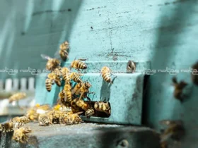 زنبورها چگونه ارتباط برقرار می کنند؟ آنچه درباره زبان زنبورها نمی‌دانستید