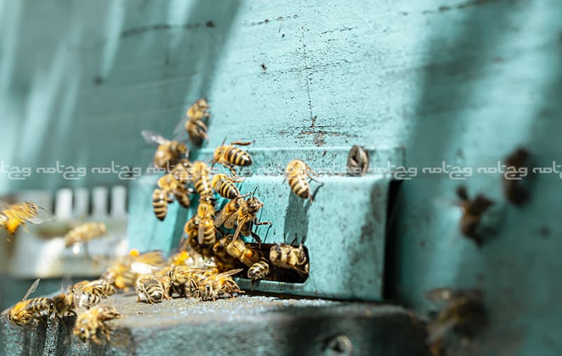 زنبورها چگونه ارتباط برقرار می کنند؟ آنچه درباره زبان زنبورها نمی‌دانستید.