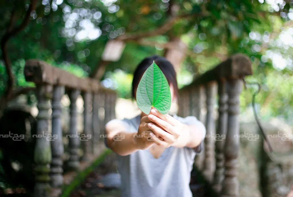 نقش آموزش در مدارس و رسانه‌ها در حفاظت از محیط زیست