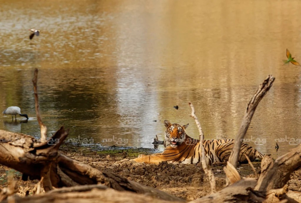 نجات گونه‌های در خطر انقراض: یک وظیفه انسانی و جهانی