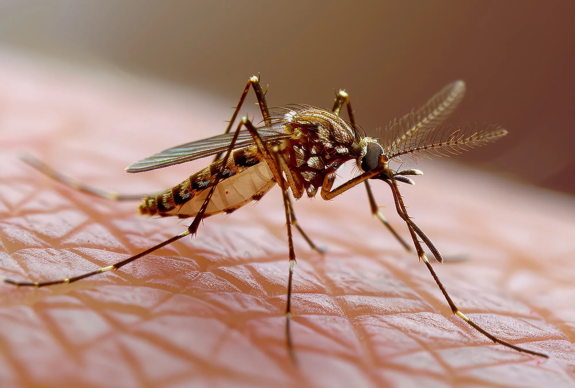 آشنایی با شایع‌ترین بیماری انگلی جهان به نام مالاریا